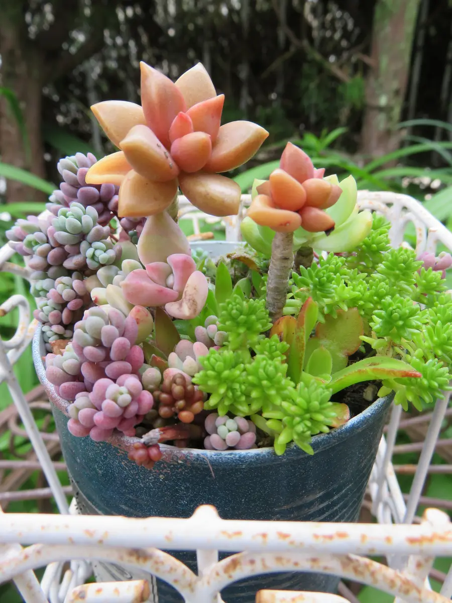 ブリキ缶に寄せ植え「多肉植物アルバムⅡ」のアルバム-みんなの趣味の