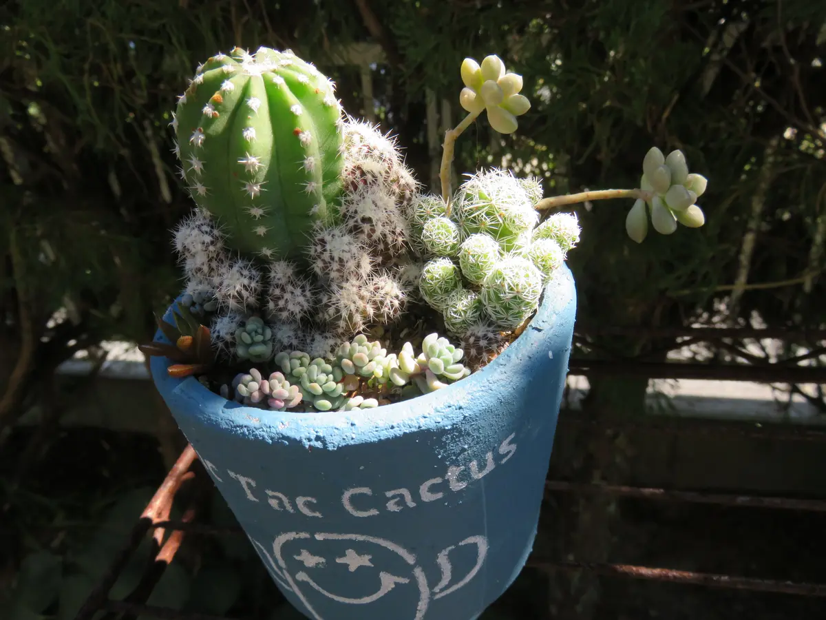 サボテン🌵エキノプシス親株に子株がぎ「多肉植物アルバムⅡ」の