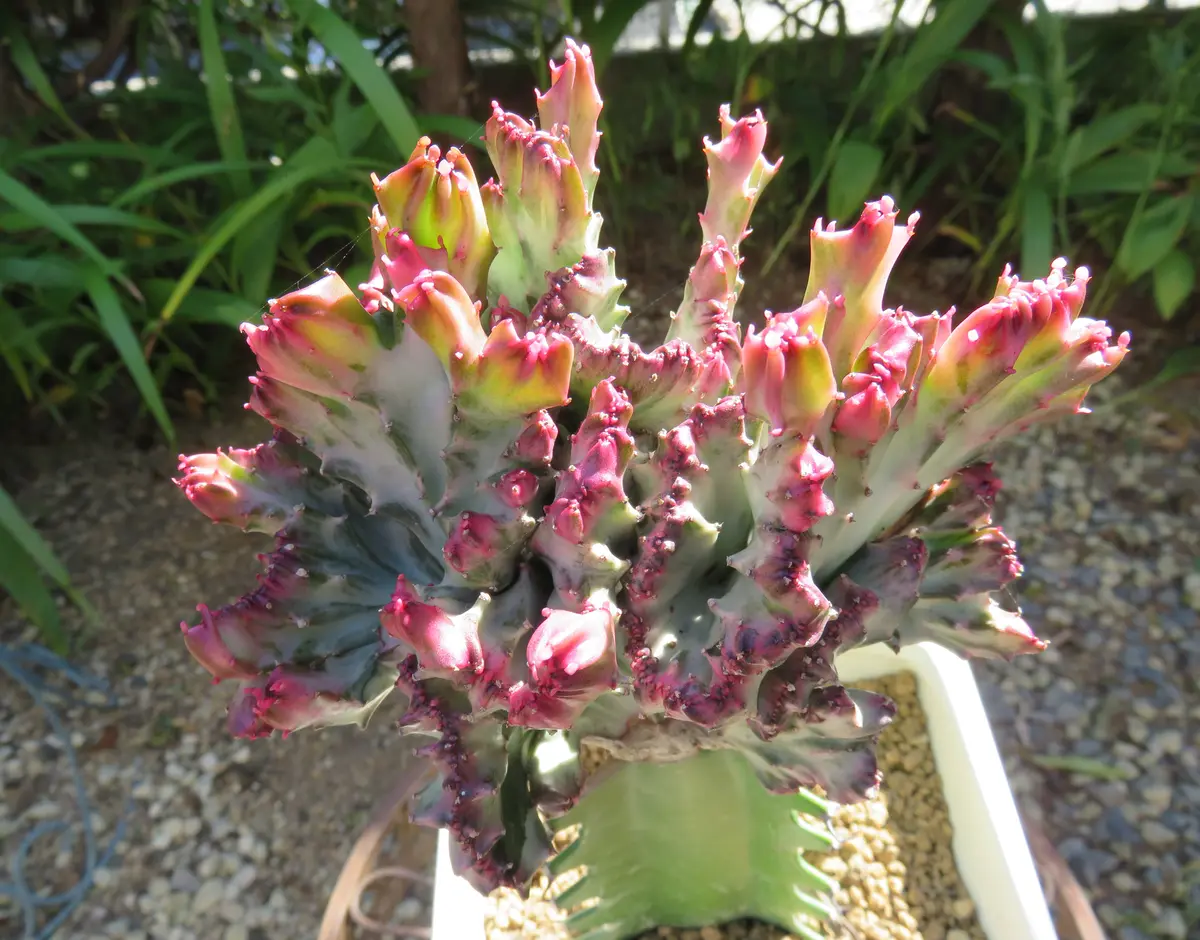 ユーフォルビア・マハラジャ寒さに弱い...「多肉植物アルバムⅡ」の  