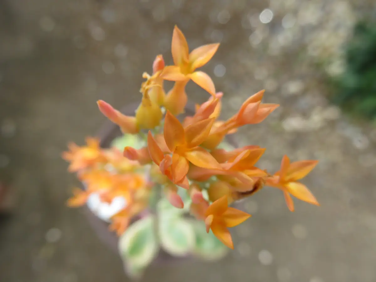 2本とも満開の胡蝶の舞錦「多肉植物アルバムⅡ」のアルバム-みんなの