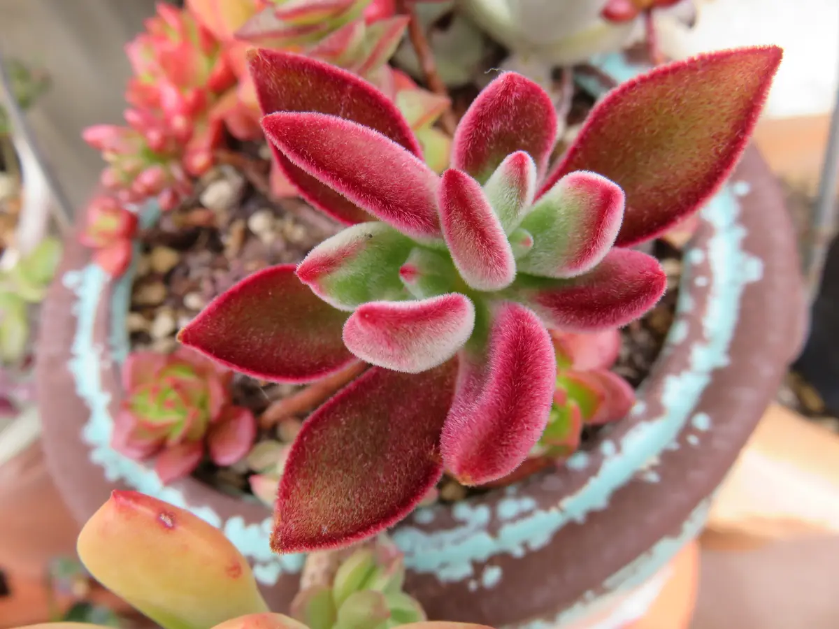 ベルベットみたいなハムシー「多肉植物アルバムⅡ」のアルバム