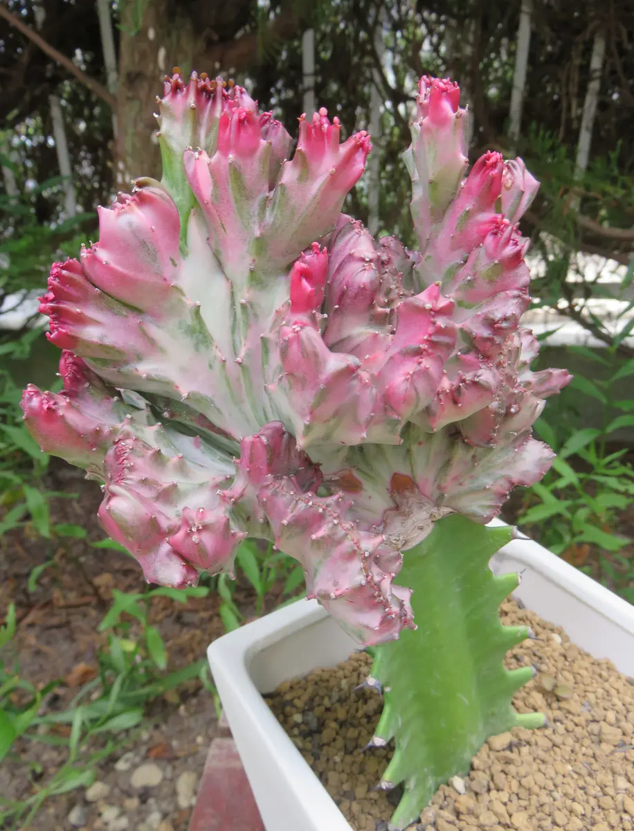 ユーフォルビア マハラジャ「多肉植物アルバムⅡ」のアルバム-みんなの  