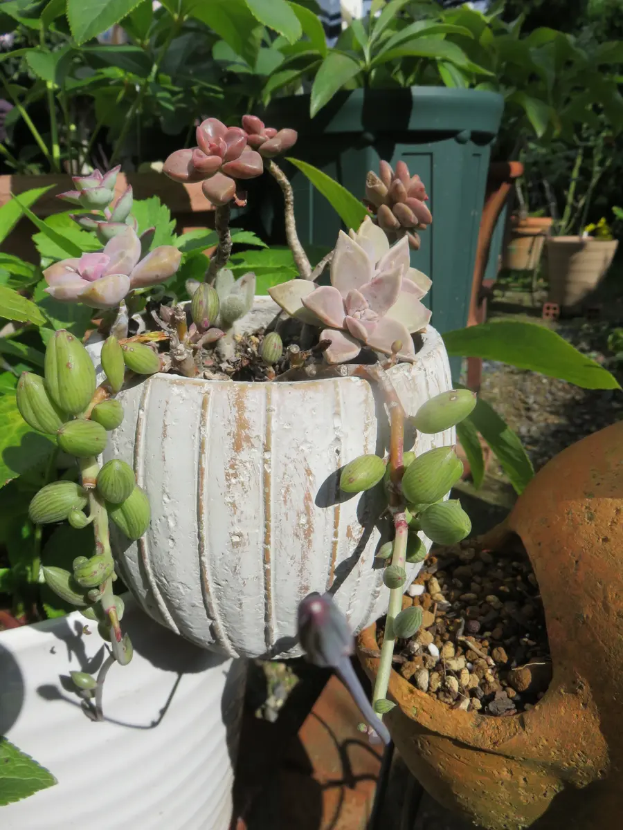 寄せ植えのアーモンドネックレスに蕾が「多肉植物アルバムⅡ」の