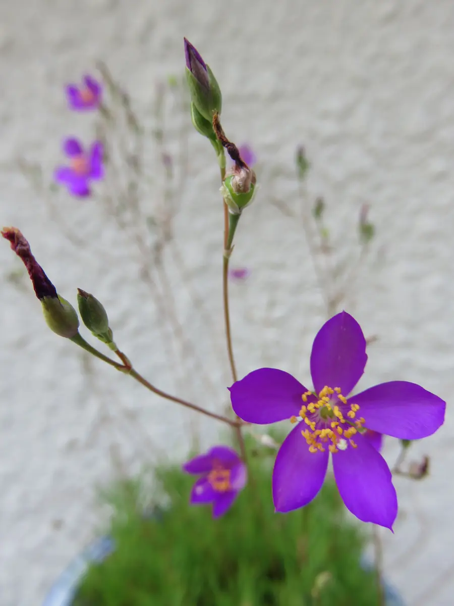 草花火「多肉植物アルバムⅡ」のアルバム-みんなの趣味の園芸2490497