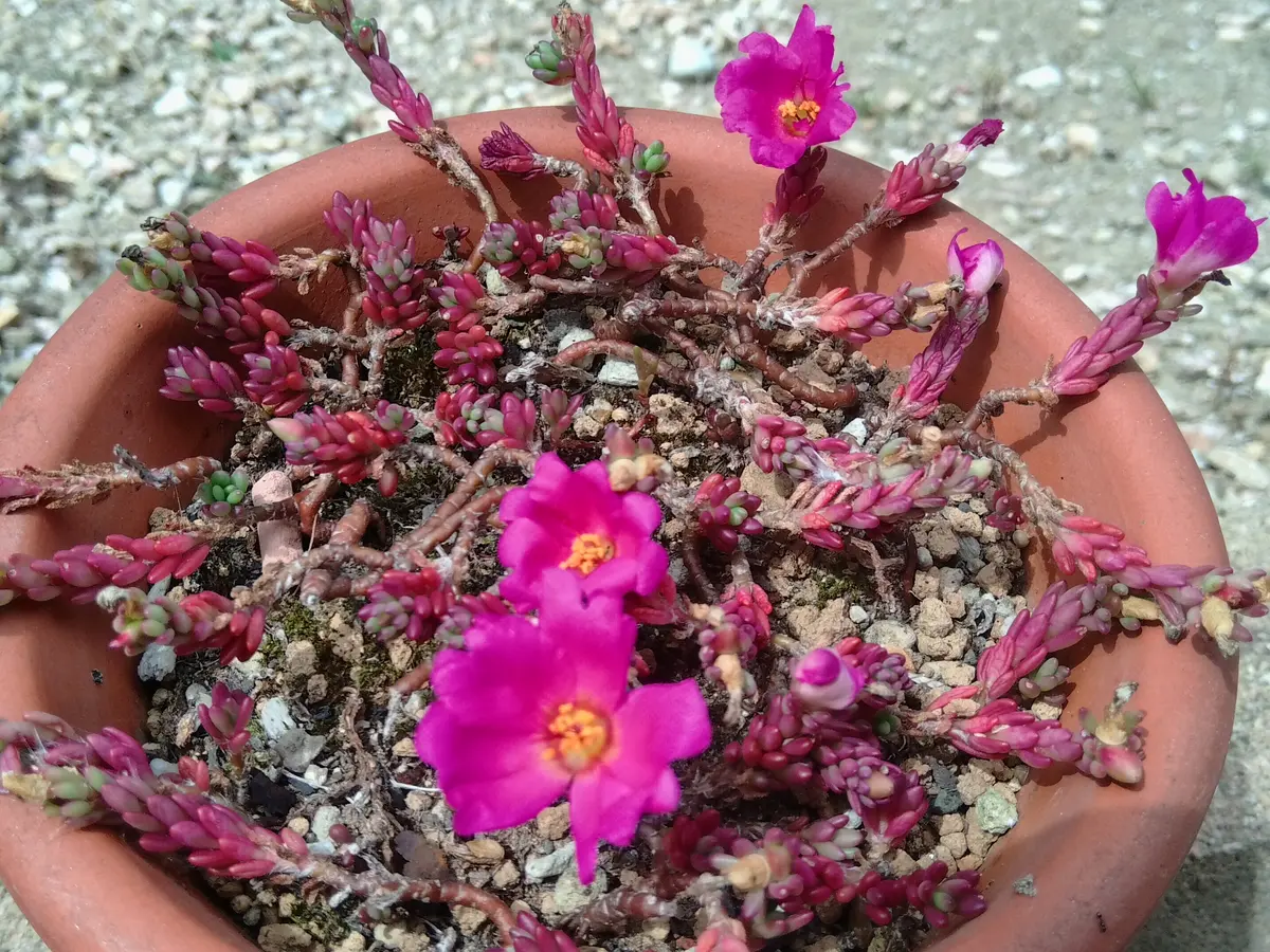 ポーチュラカ・ピンキー「多肉植物アルバムⅡ」のアルバム-みんなの