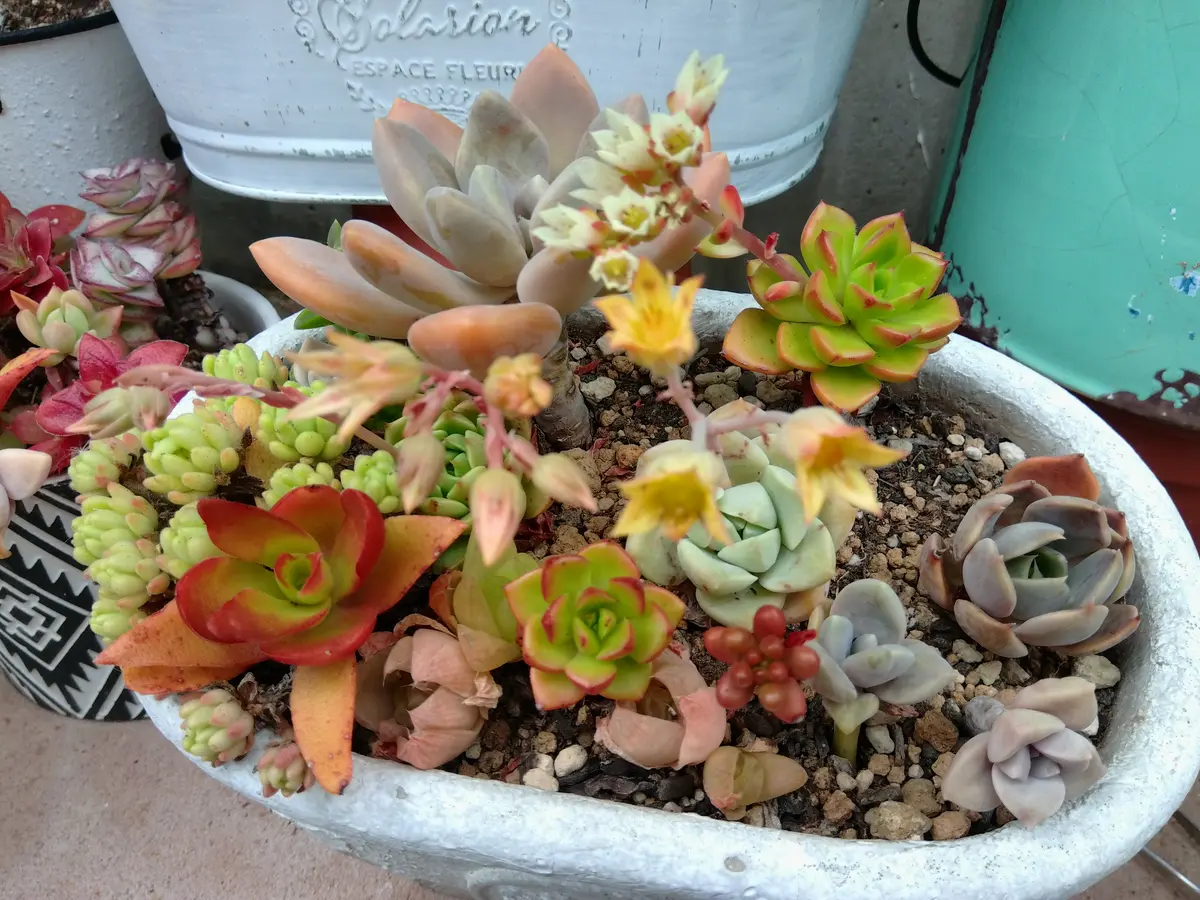 寄せ植え「多肉植物アルバムⅡ」のアルバム-みんなの趣味の園芸2676277