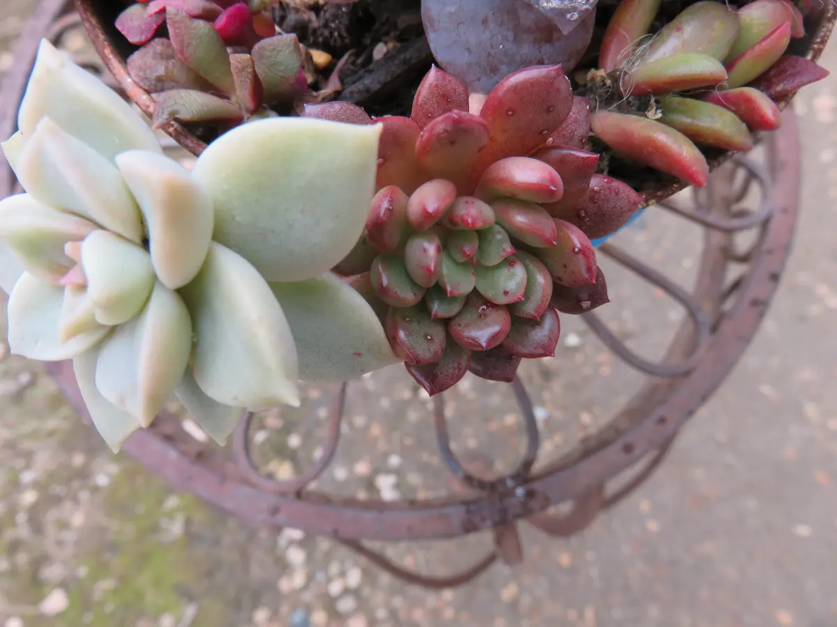 寄せ植え ピンクルルビーが可愛いです「多肉植物アルバムⅡ」の