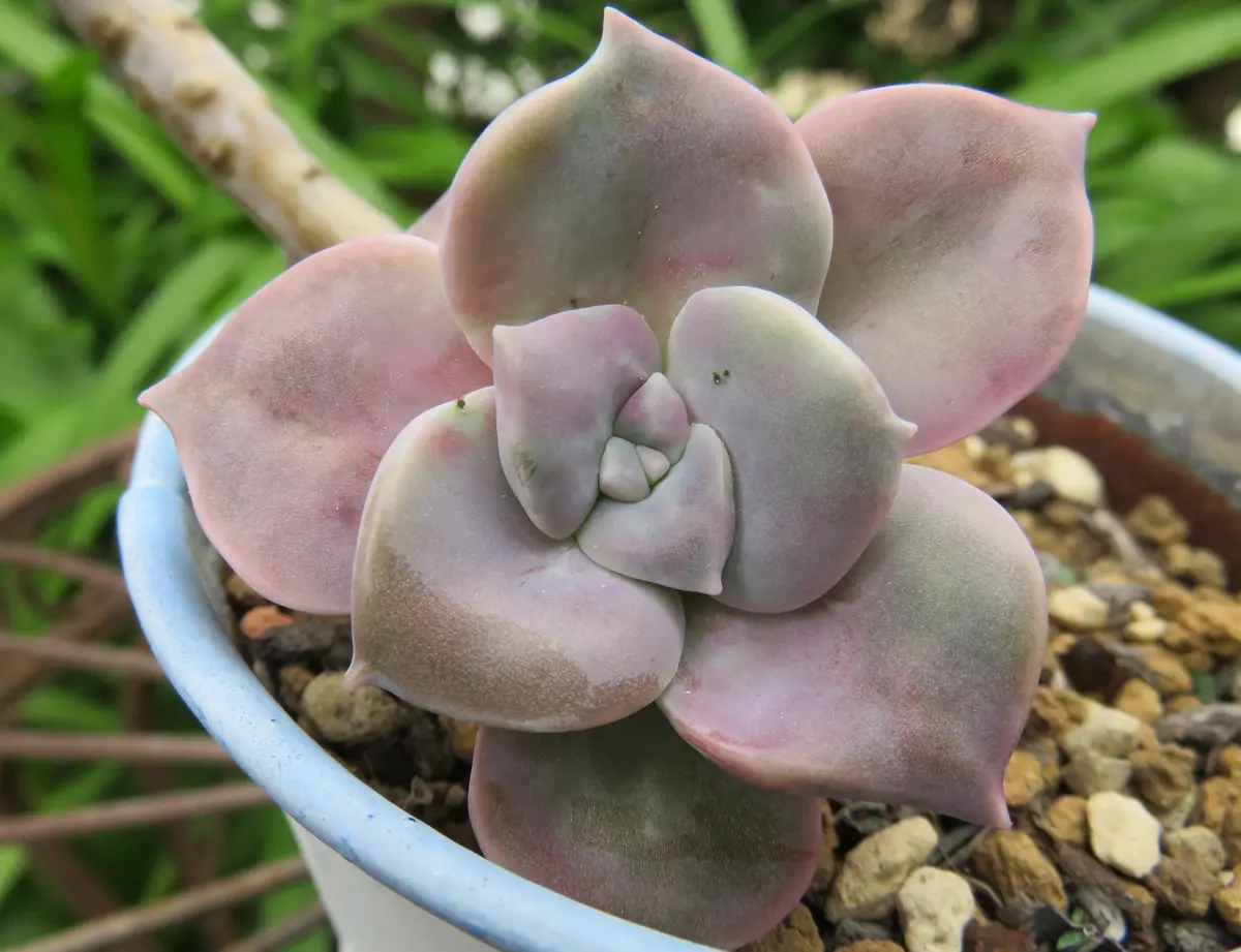 パープルディライト子株なのに親株より「多肉植物アルバムⅡ」の