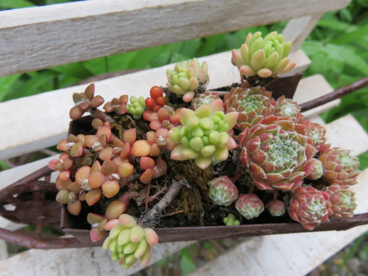 873/抽象画風/多肉植物/S4号 多肉植物 Sedum 新品種 花火 9頭以上 | るる農園~多肉植物専門