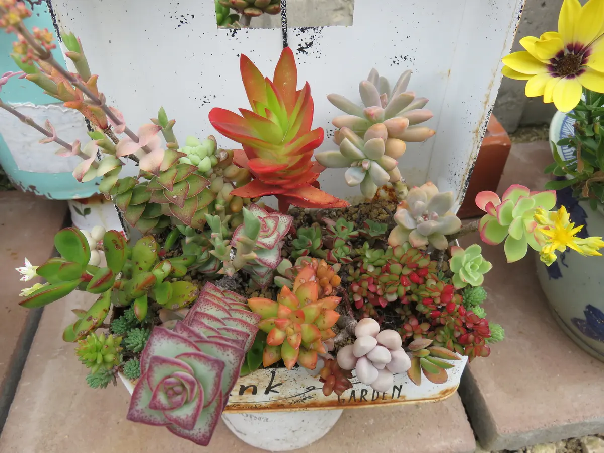 ハムハム　多肉寄せ植え 多肉植物寄せ植え｜園芸日記bydenndoro-k｜みんなの趣味の園芸