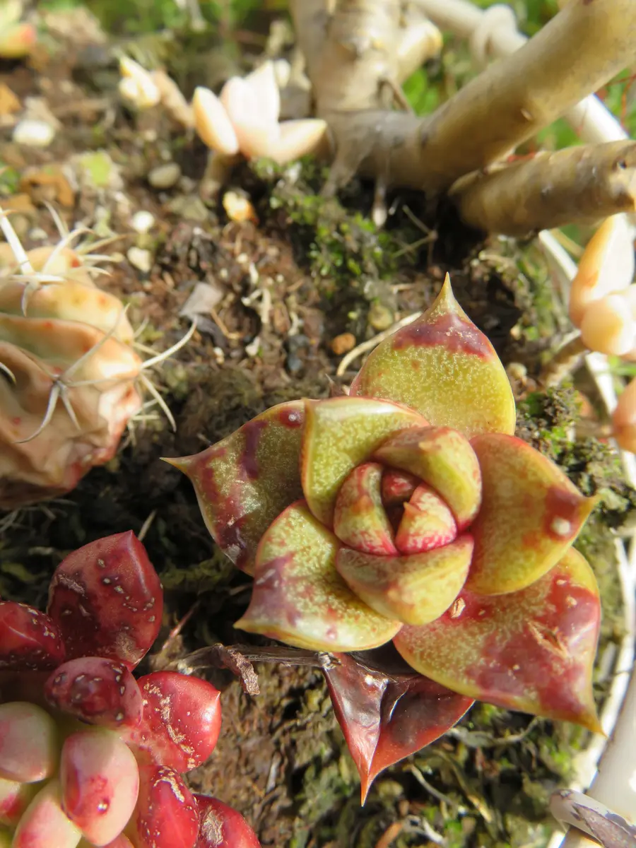 大和錦赤い斑点模様が綺麗です「多肉植物アルバムⅡ」のアルバム