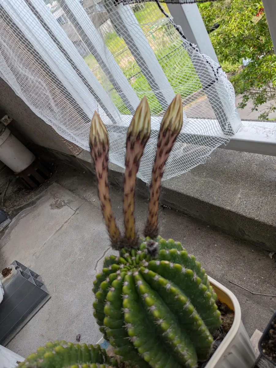 今夜咲きます🌵「サボテンさん」のアルバム-みんなの趣味の園芸2666195