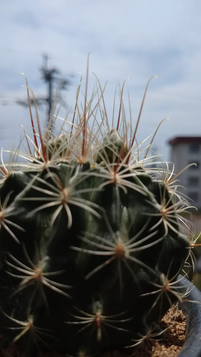 蕾が尖ってきてる🌵🌱🌵「さぼてんさん」のアルバム-みんなの趣味の