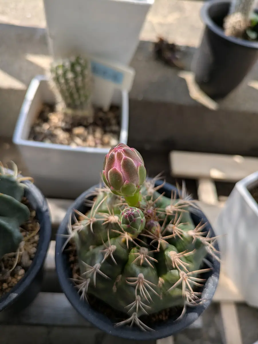 今日咲くかなぁ🌵去年まで咲いていたさ「さぼてんさん」のアルバム