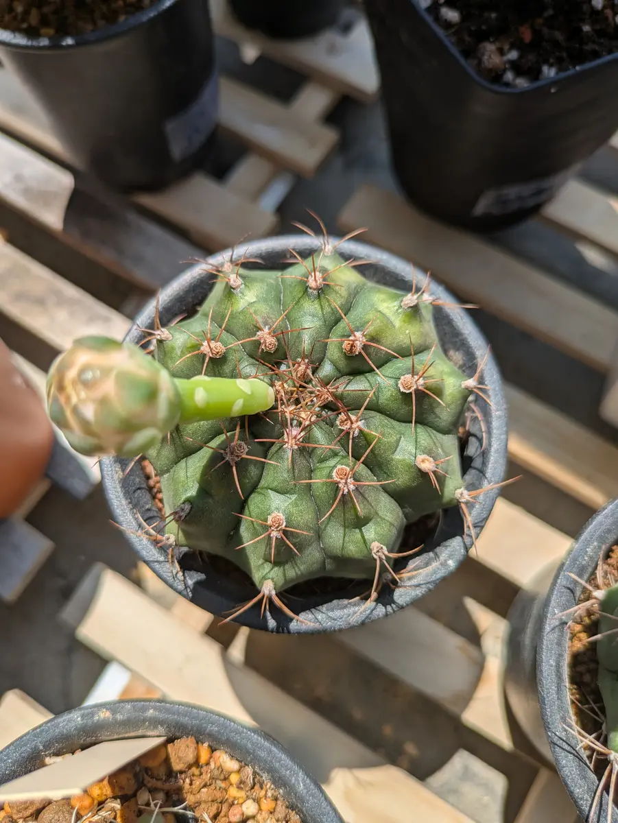 【専用】さぼてんさん 64061-111-