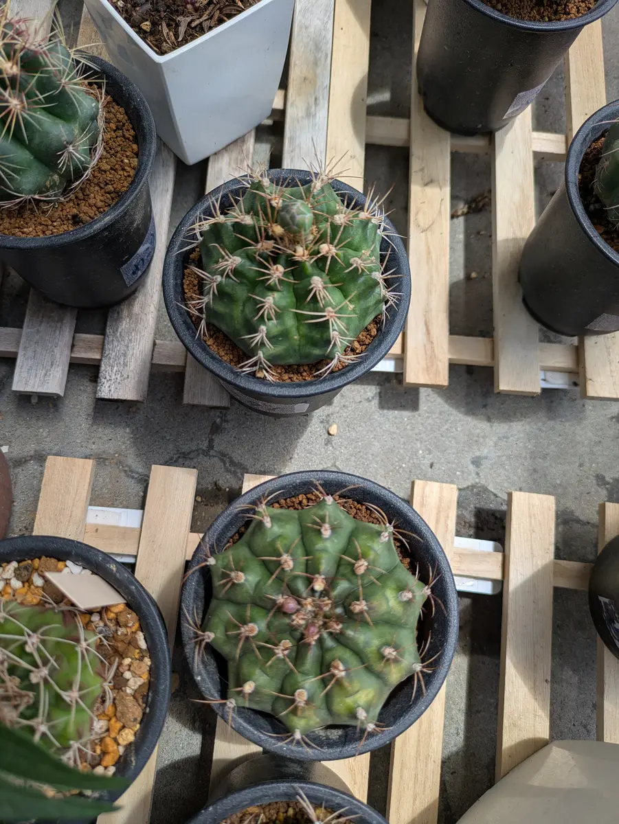 違いがわかりません🌵🌵「さぼてんさん」のアルバム-みんなの趣味の
