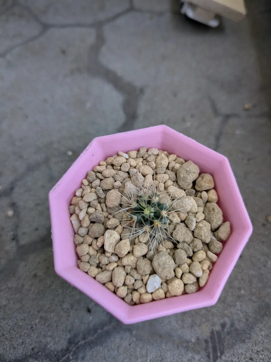 さぼてん 🌱🌱🌱改元丸さん🌵「さぼてんさん」のアルバム-みんなの趣味の