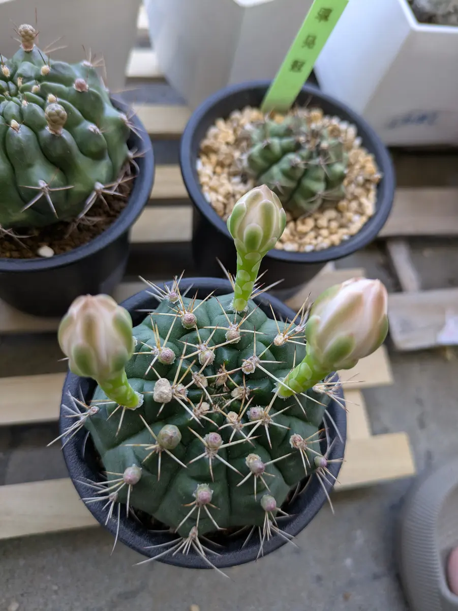 さぼてんさん　専用 もう少しお待ちください🌱🌵「さぼてんさん」のアルバム-みんなの趣味