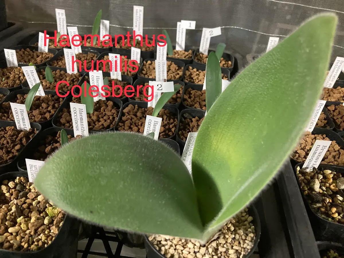 ハエマンサス・フミリスHaemanthushum「ヒガンバナの仲間