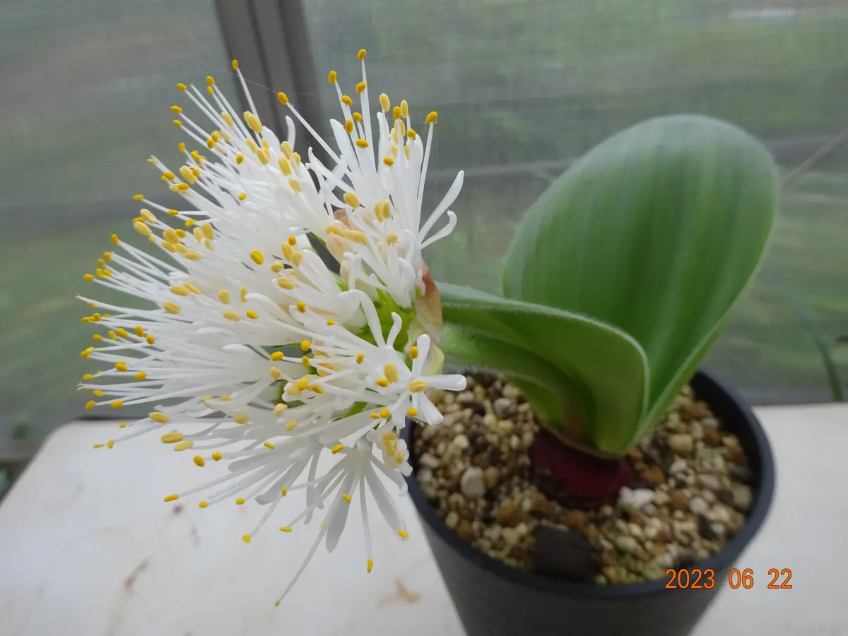 ハエマンサス・フミリスHaemanthushum「ヒガンバナの仲間