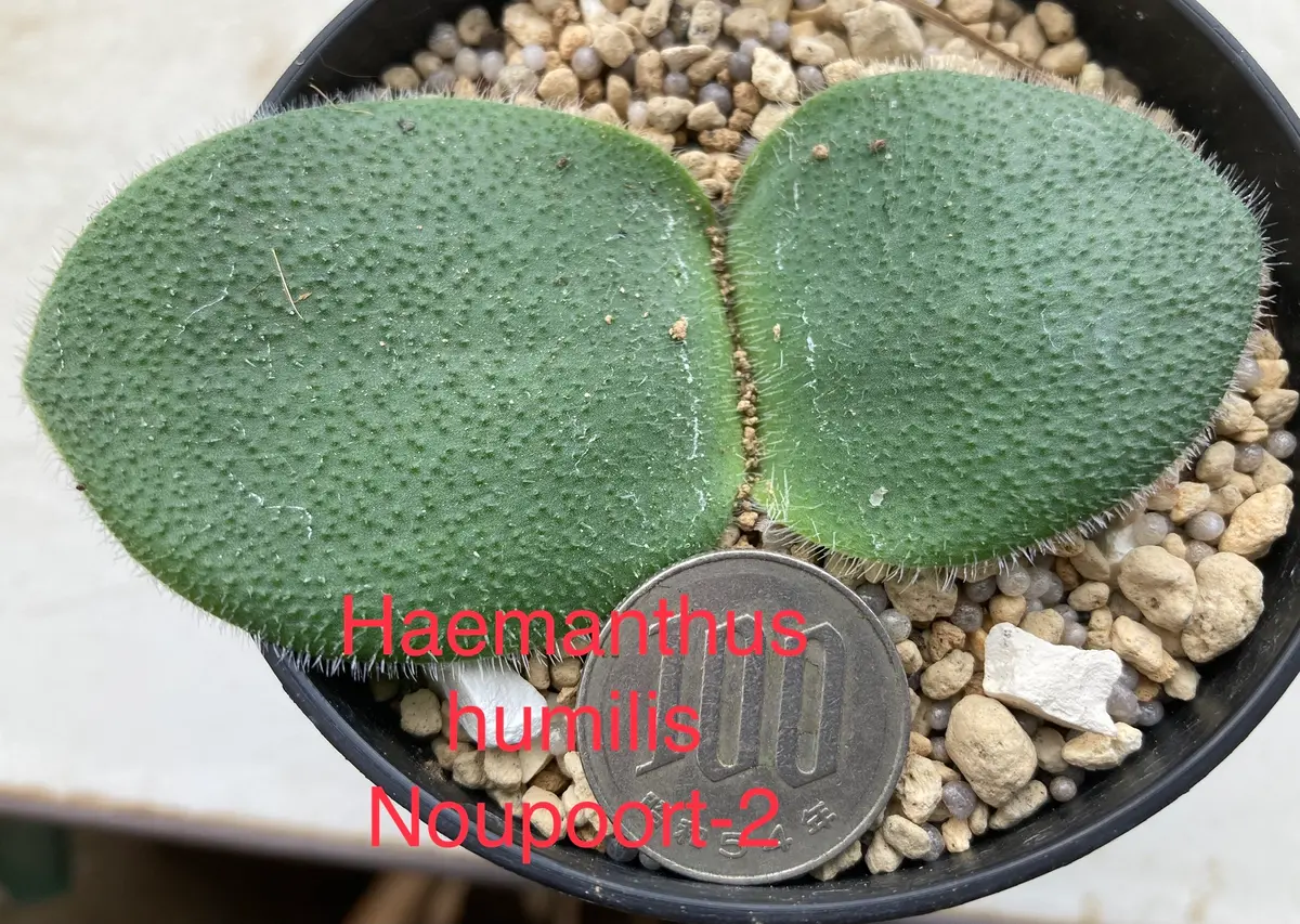 ハエマンサス・フミリス（ハエマンサス「ヒガンバナの仲間