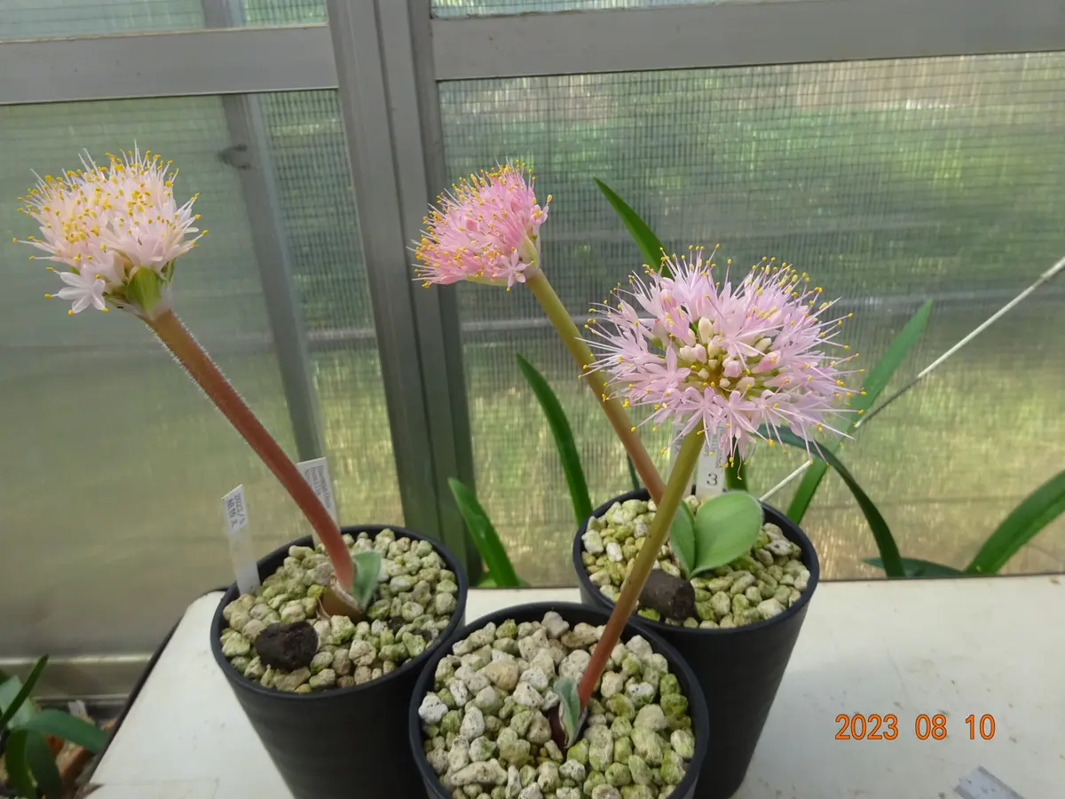 ハエマンサス・ネルソニーHaemanthusn「ヒガンバナの仲間