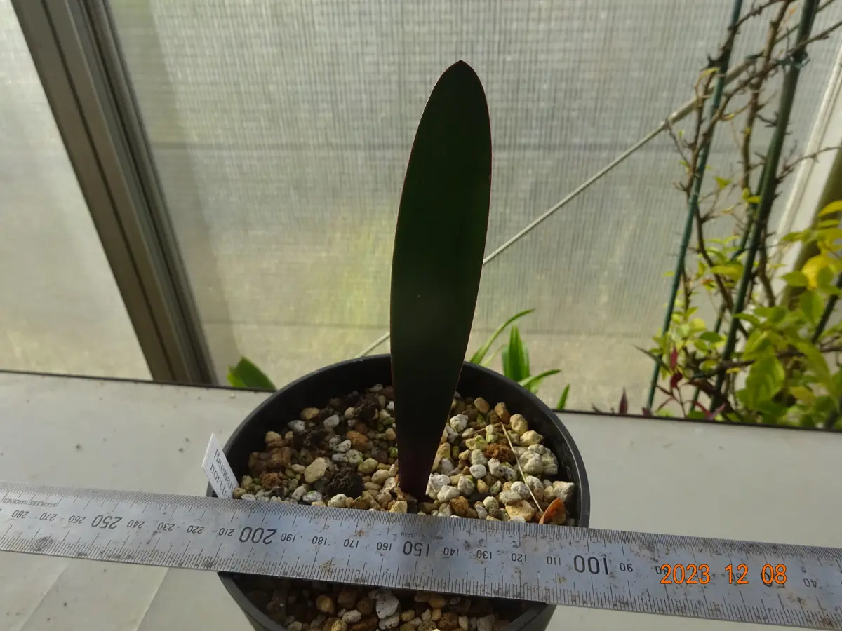 ハエマンサス・ノルティエリHaemanthus「ヒガンバナの仲間