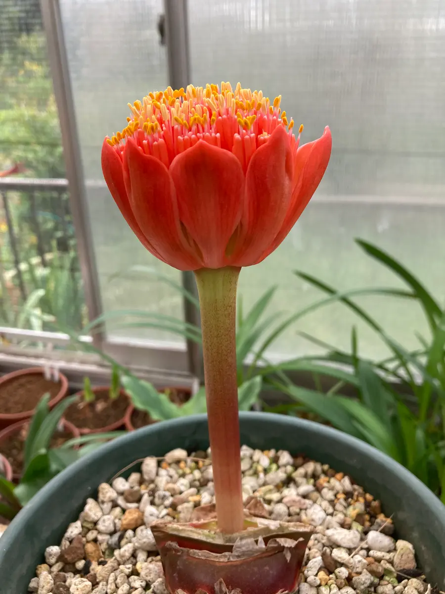 ハエマンサス　コッキネウス　実生株 ハエマンサス・コッキネウス Haemanthu「ヒガンバナの仲間