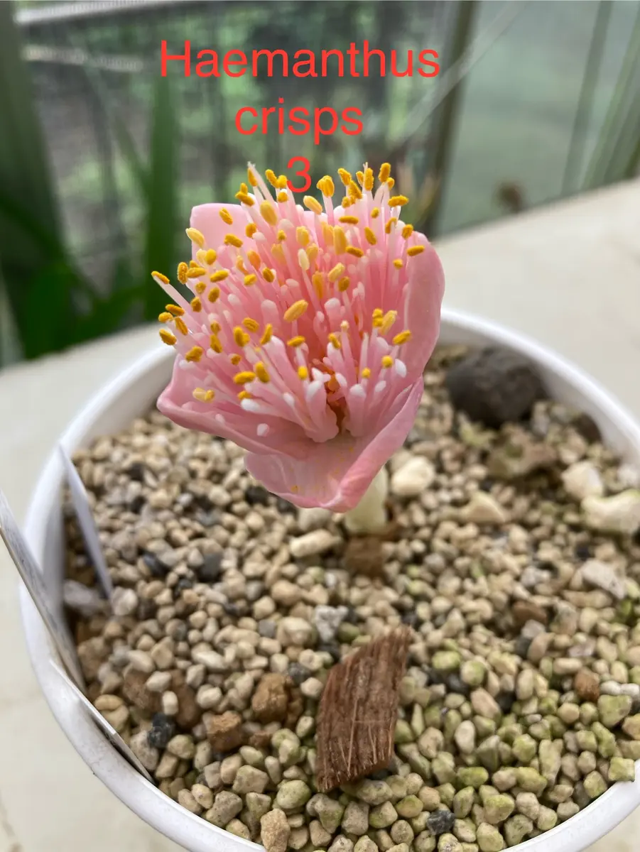 ハエマンサス　ピング花　(大株) Haemanthuscrispuspinkflowerform「ヒガンバナの仲間ハエマンサス」の