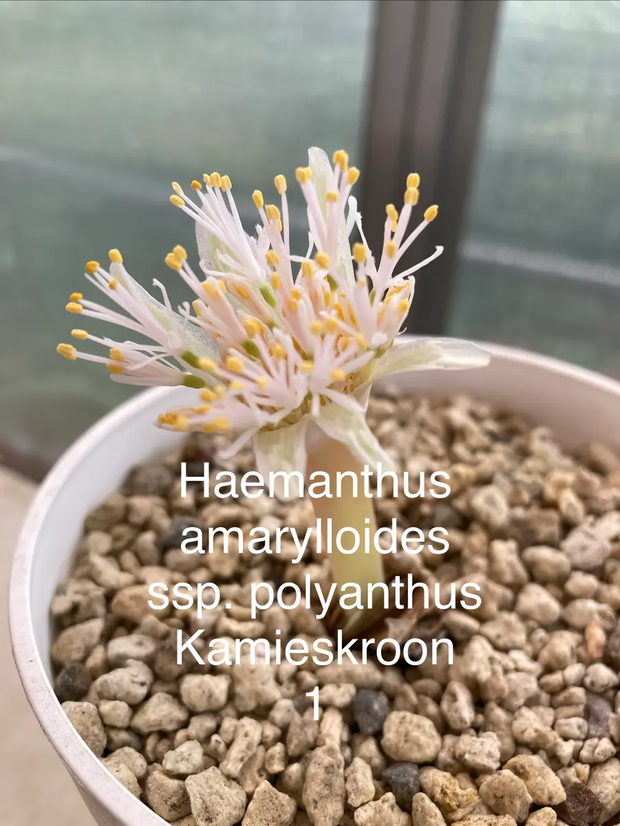 Haemanthusamarylloidesssp.polyanth「ヒガンバナの仲間