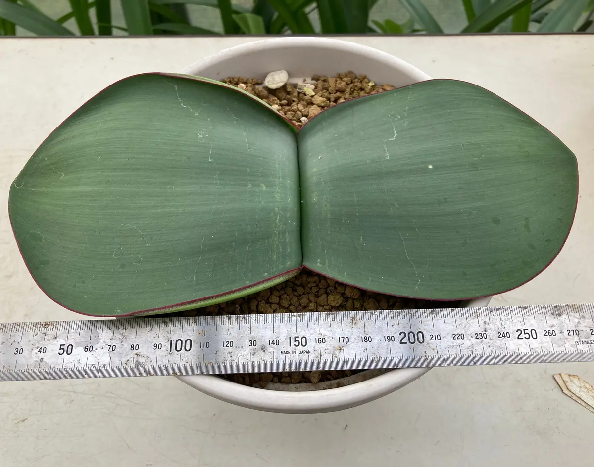 ハエマンサス・コッキネウスHaemanthus「ヒガンバナの仲間