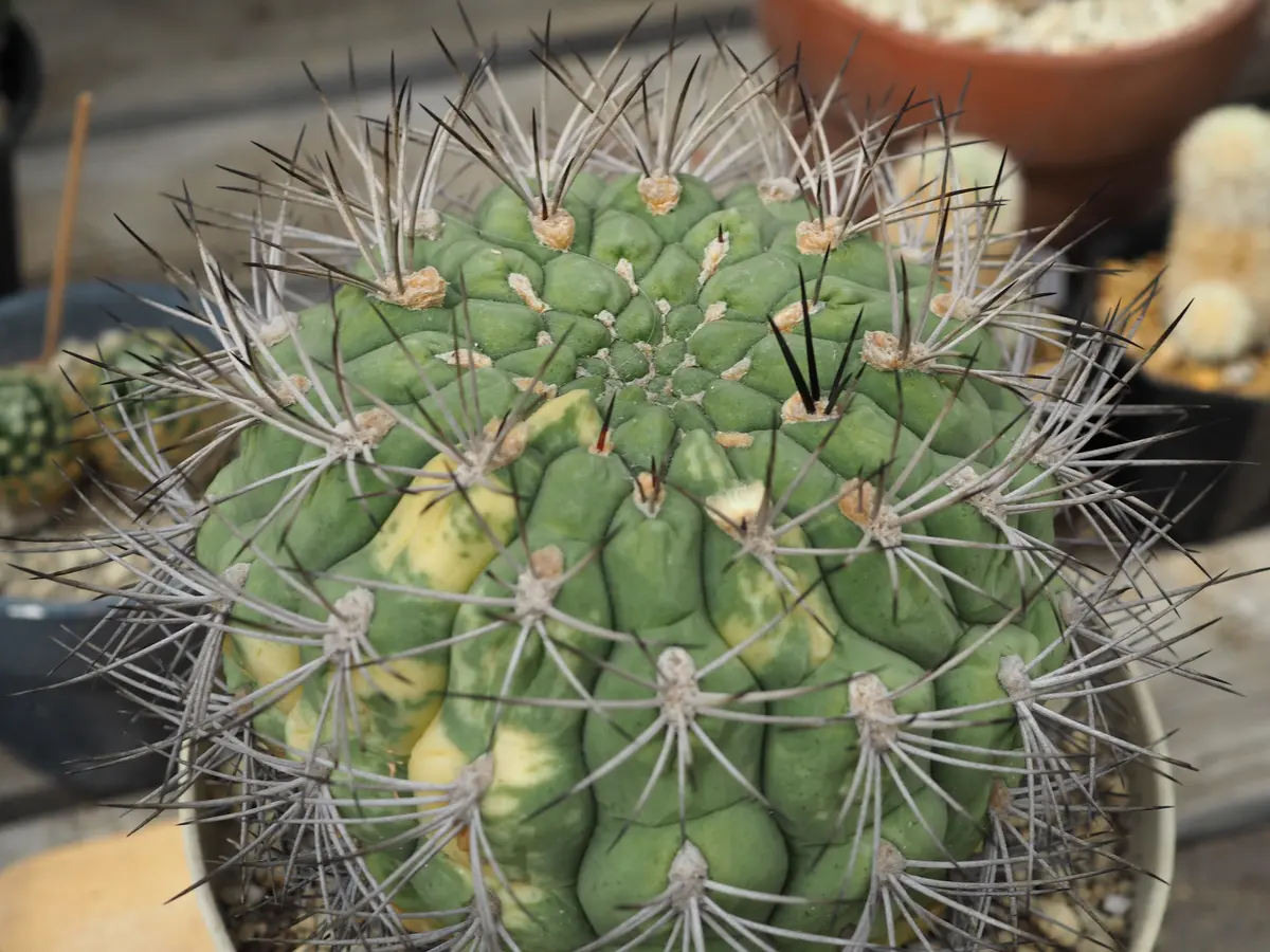新天地錦 ｷﾞﾑﾉｶﾘｷｭﾑ属「🌵サボテン🌵」のアルバム-みんなの趣味