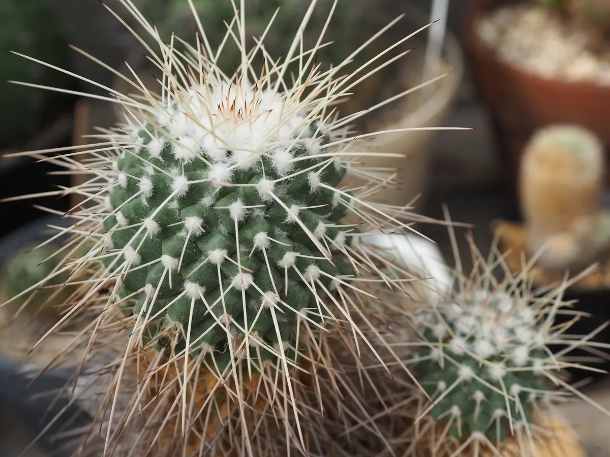 白竜丸 マミラリア属「🌵サボテン🌵」のアルバム-みんなの趣味の