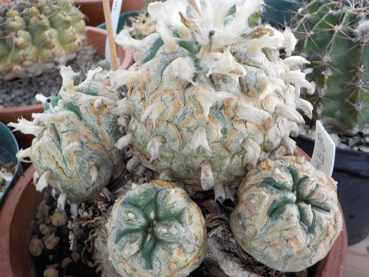 サボテン ロホホラ 鳥羽玉 J99 サボテン ロホホラ 鳥羽玉 J99