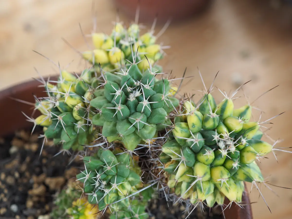 白竜丸錦 マミラリア属「🌵サボテン🌵」のアルバム-みんなの趣味