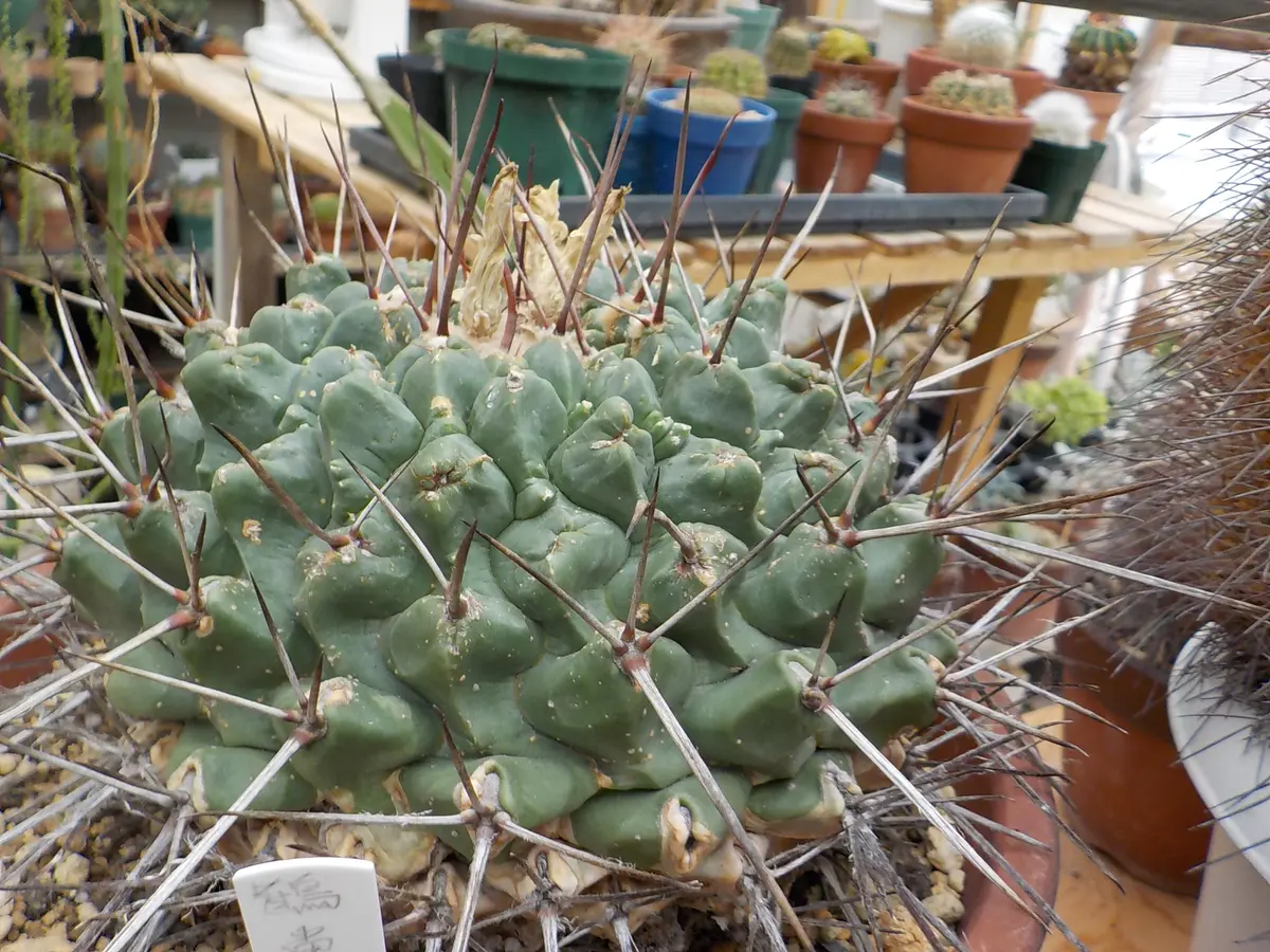 鶴巣丸 テロカクタス属「🌵サボテン🌵」のアルバム-みんなの趣味の園芸