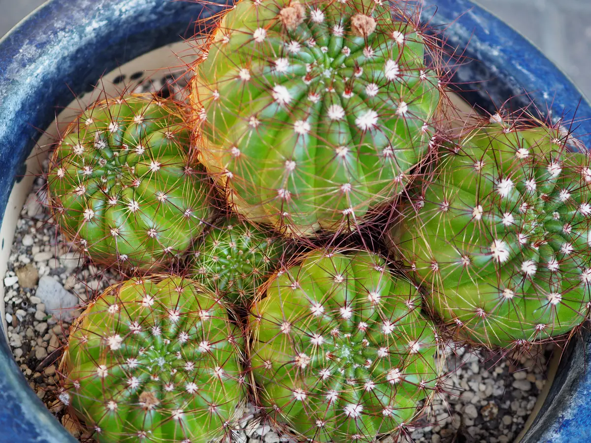 青王丸 ﾉﾄｶｸﾀｽ属「🌵サボテン🌵」のアルバム-みんなの趣味の園芸
