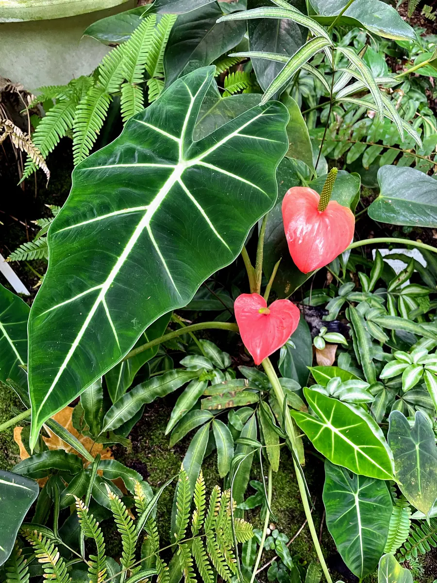 様 アンスリウムとアロカシア お問い合わせ 【公式通販】