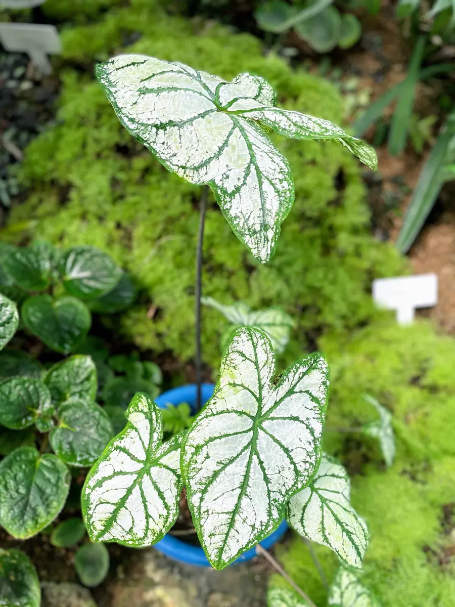カラジウム緑の中に白いアクセント！「新宿御苑温室の植物🌿」の