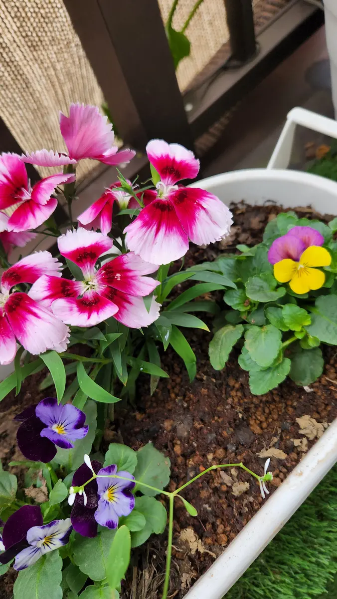撫子とビオラ寄せ植えしてみた🎵「我が家の花達」のアルバム-みんなの
