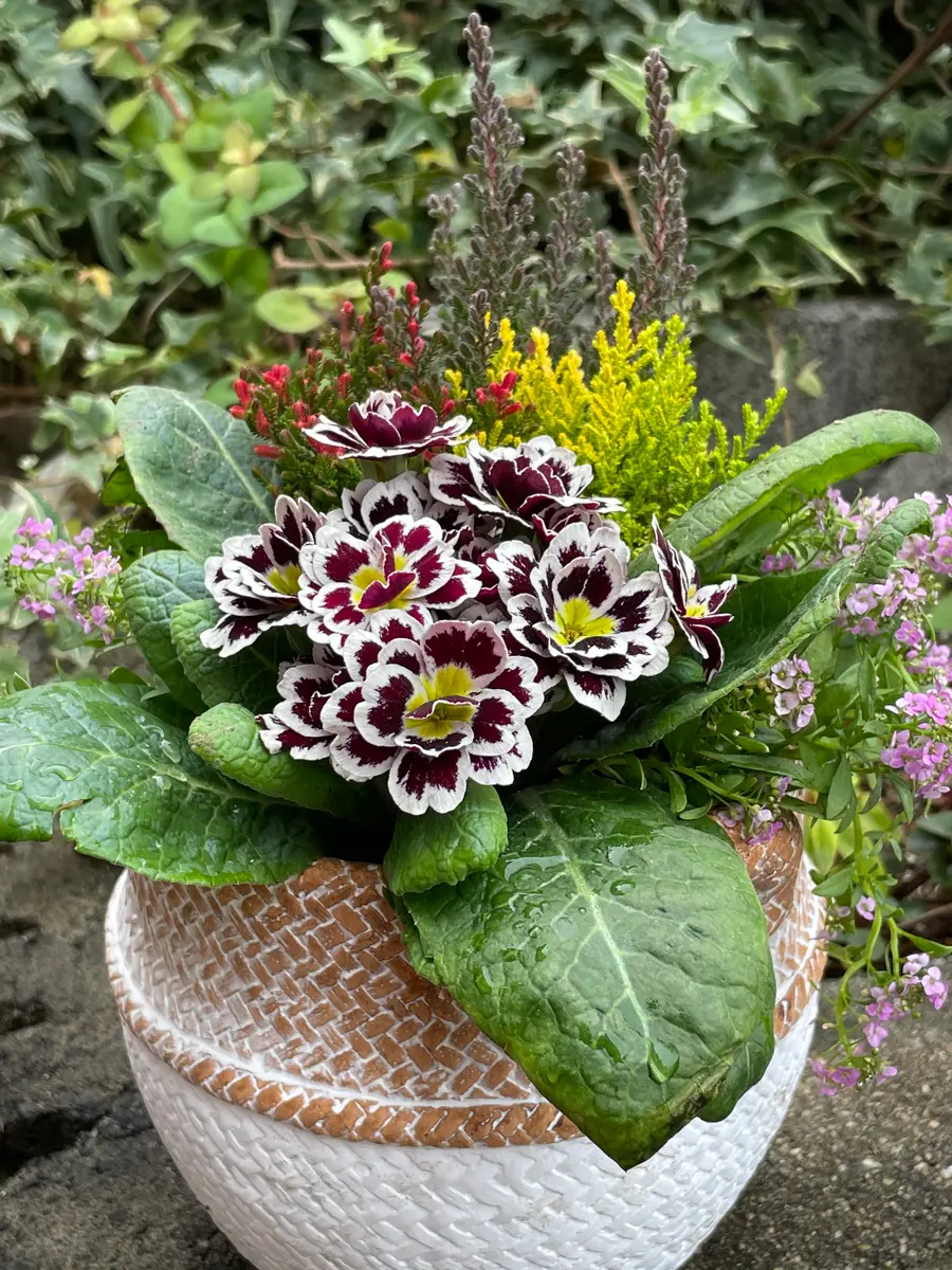 プリムラジュリアンの寄せ植え「20229～12月」のアルバム