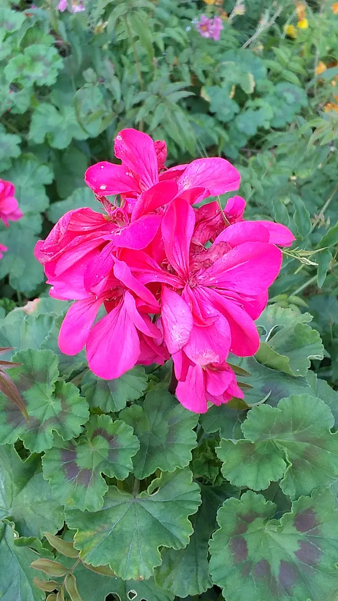 昔からあるゼラニューム。地植えでかな「ゼラニウム」のアルバム