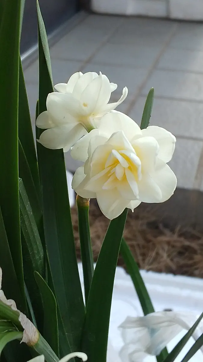 八重の水仙とても甘い香りが強いです！「花」のアルバム-みんなの趣味