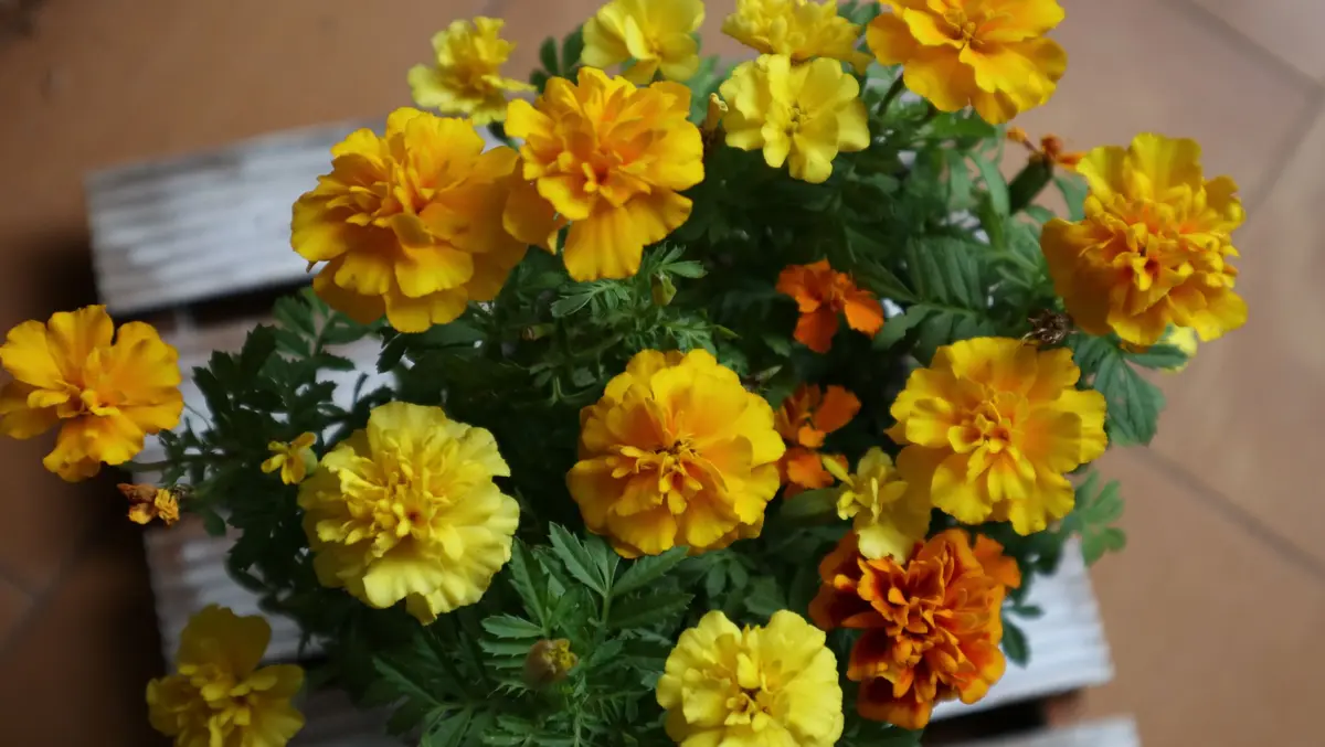 マリーゴールド ポンポンブーケです。「私の好きな植物たち Ⅴ」の