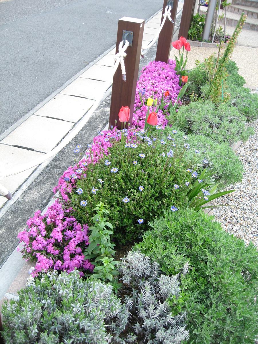 芝桜が満開です。ﾗﾍﾞﾝﾀﾞｰも若い葉が ...「我が家の庭の仲間たち 