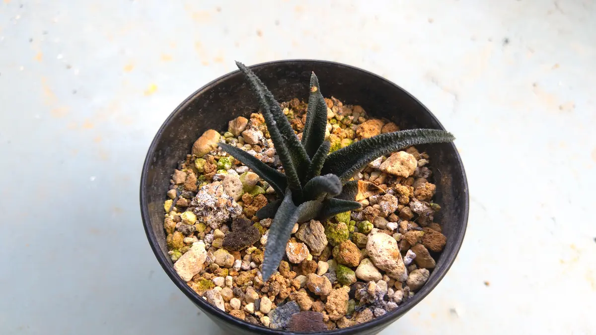 ハオルチオプシスソルディダ去年の同「うちのハオルチア図鑑」の