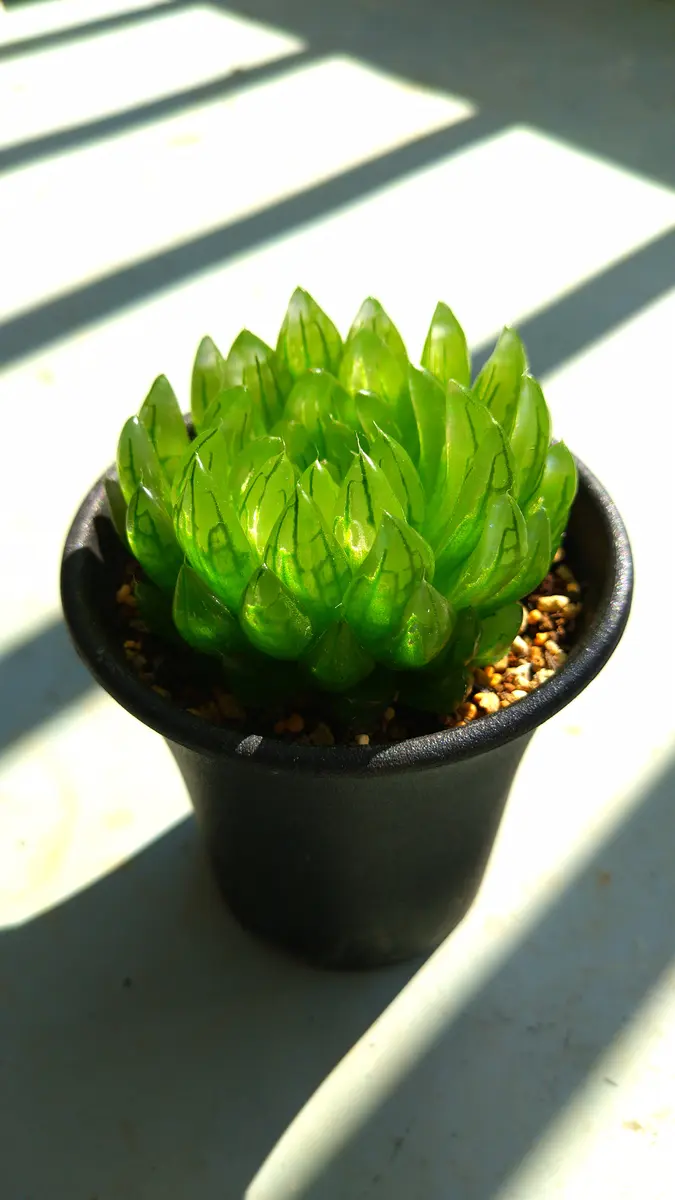 ハオルチア女神6月頃に購入した新入り「うちのハオルチア図鑑」の