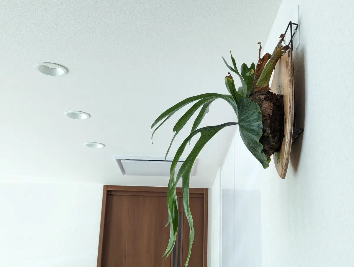 1/1壁にかけると壁がカビそうだったの「ビカクシダ(グランデ？)」の