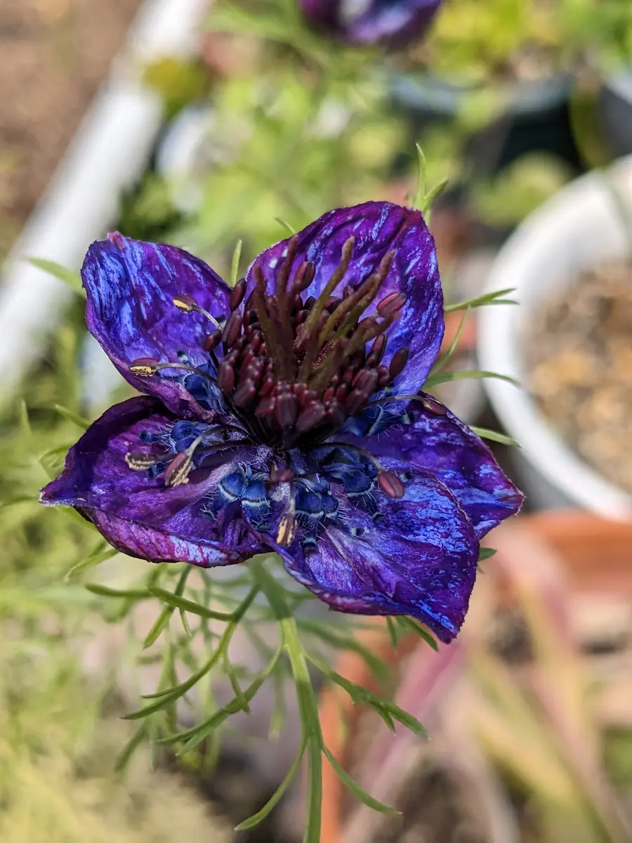 C96 C97 マロニエの果実ご注文はうさぎですかキャンバスボード 2枚