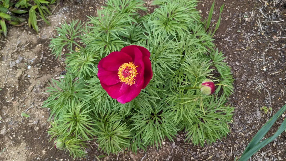 糸葉芍薬の花。つぼみが増えた。「私のお気に入り」のアルバム